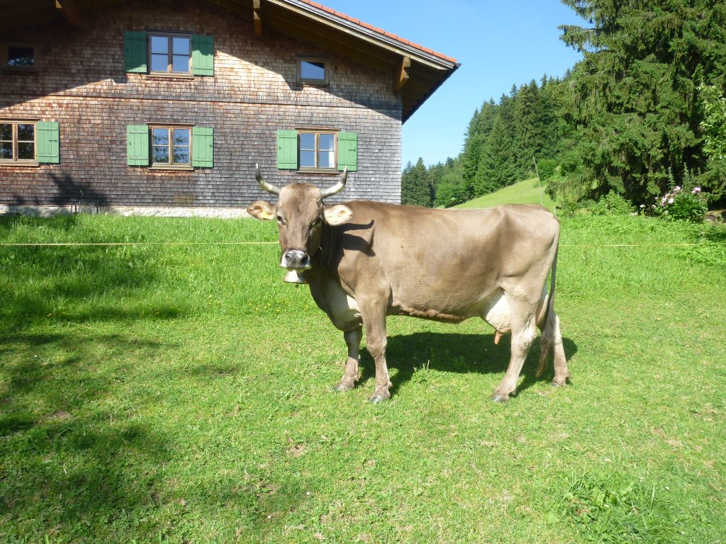 Kuh auf der Alpe